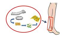 استفاده از ورق فیبروئین ابریشم با سلول‌های بنیادی مزانشیمی برای بازسازی تاندون 