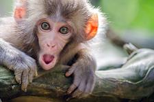 چه چیزی در مورد آبله میمون می‌دانید؟ 