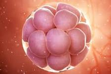 راه جدیدی برای مطالعه تکوین و بارداری با استفاده از سلول های بنیادی