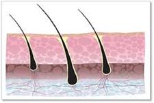 نقش سلول های بنیادی در تنظیم و بازسازی سلول های فولیکول مو