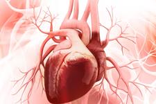 تولید ساختارهای قلبی کوچک انسانی مشابه قلب بالغ در شرایط آزمایشگاهی
