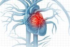 سلول هایی که به بهبودی آسیب قلبی بعد از انفارکتوس کمک می کنند