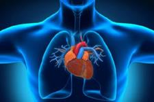 تقویت تمایز قلبی سلول های بنیادی جنینی از طریق تعدیل مسیر miR-184/Wnt3