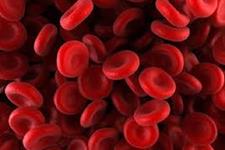 هورمون FGF23 مشتق از پیش سازهای گلبول های قرمز موجب افزایش تحرک سلول های بنیادی خون ساز می شود