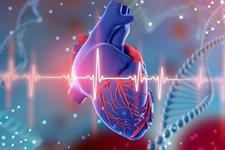 کشف علت جدیدی برای بیماری قلبی ارثی 