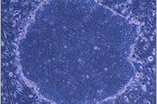 بیورآکتور بهینه سازی شده  برای تولید سلول های iPSCs مناسب برای بالین  