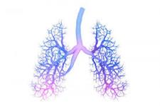 مینی ریه های آزمایشگاهی اثرات COVID بر ریه ها را به خوبی تقلید می کنند