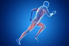 چگونه عضلات بعد از ورزش بازسازی می کنند