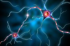 تنظیم تمایز عصبی سلول های بنیادی پرتوان القایی بوسیله GPC4