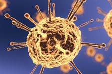 سلول های بنیادی چگونه در برابر ویروس ها محافظت می شوند؟