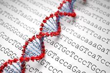 پروژه ژنوم انسان با شناسایی حدود 100 ژن جدید پایان یافت 