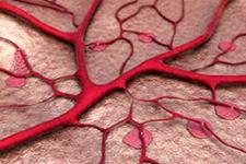 روشی برای تولید سلول های عروق خونی از سلول های پوستی برای یافتن راهی برای آهسته کردن روند پیری