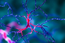 تولید نورون‌های نوراپی نفرین انسانی از سلول‌های بنیادی 