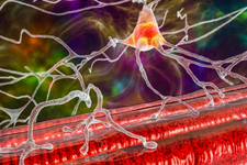 بکارگیری مدل‌های کشت سلولی خاص برای درمان بیماری‌های عصبی عضلانی 