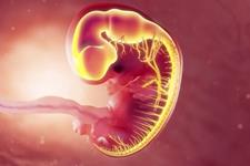 تاثیر محیط مادر و التهاب بر رشد عصبی جنین