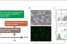 نقش Oct-4 در مقاومت به سیس پلاتین در درمان سرطان