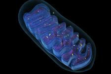 ساز و کار بیوژنز و شروع اولیه تشکیل بخش‌های کوچک میتوریبوزومی 