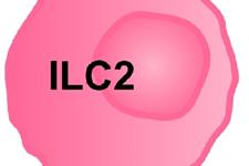 نقش سلول‌های لنفوئید ذاتی(ILC) در بیماری التهاب روده
