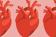 کشف یک فاکتور رونویسی مهم برای تولید سلول‌های قلبی