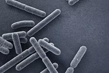 کشف ویژگی‌هایی چند سلولی  از باکتری‌های تک سلولی