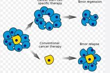 سلول‌های بنیادی سرطانی و ارتباط آنها با بیولوژی تومور