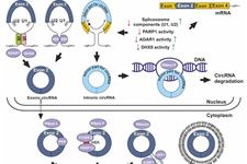نقش RNA در آتروژنز عروق کرونر