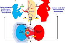 بیوژنز و عملکرد lncRNA های اگزوزوم و نقش آن‌ها در حاملگی پاتولوژیک زنان 