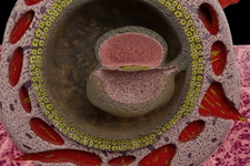 بازسازی سه بعدی مرحله‌ی گاسترولاسیون جنین انسان