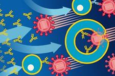 نقش سلول‌های ایمنی در کاهش پاسخ واکسن در افراد مسن 