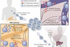 پیشرفت در درمان‌های تنظیم کننده سلول T برای دیابت نوع 1 و پیوند جزایر