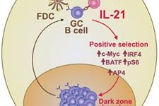  IL-21 و ایمنی سلولی