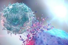 مطالعه نقش ناشناخته سلول‌های ایمنی کشنده طبیعی(NK)  
