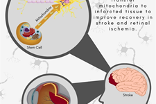 میتوکندری در درمان مبتنی بر سلول برای سکته مغزی 