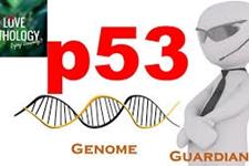 داروسازی p53 در سرطان: یک پروتئین، با اهداف متعدد 