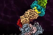 مشاهده گیرنده سلول T متصل به آنتی ژن در وضوح اتمی