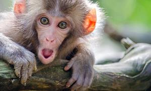 چه چیزی در مورد آبله میمون می‌دانید؟ 