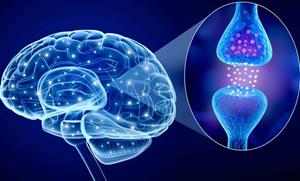 ایمن بودن پیوند سلول‌های پیش ساز عصبی انسانی ترشح کننده GDNF برای بیماران ALS 