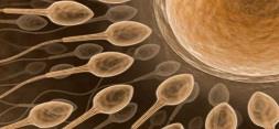 امیدواری پزشکان برای ایجاد بیضه ها مصنوعی با توانایی ساخت اسپرم