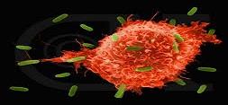 چگونه سلول های T خودفعال ازغربالگری تکوین می گریزند