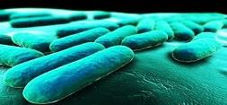 میکروبهای روده می توانند باعث چاقی و بیماریهای مزمن کبدی شوند