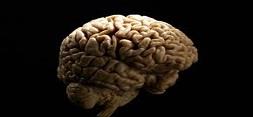 استفاده ازسلول های بنیادی برای درمان سکته مغزی توسط محققان دانشگاه کنتاکی 