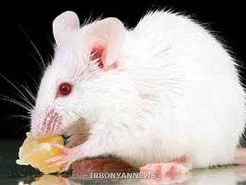 موفقيت دانشمندان در اصلاح نقص ژنتيکي شکاف لب و کام در جنين موش  