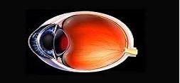کشف یک منبع جدید سلول های بنیادی در شبکیه چشم