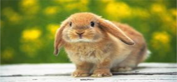 آنتی بادی خرگوش خطرات ناشی از پیوند سلول های بنیادی غیر خویشاوند را کاهش می دهد