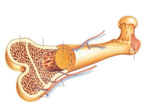 تولید استخوان از سلول بنیادی جنینی 