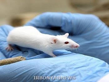 یک "پپتید کوچک" بیماری خود ایمنی تاول پوست را در موش بهبود می بخشد