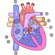 DNA سلول های قلبی نقش مهمی در نارسایی قلبی دارد  