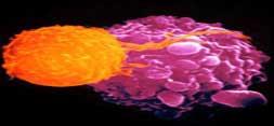 كشف یك سلول ایمنی نادر در بدن