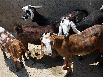 دستیابی به تولید نسل‌سوم حیوانات ژنتیکی/ ساخت دارو از شیر بز
