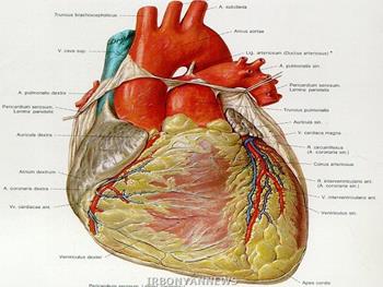 استفاده از سلول های بنیادی برای ایجاد عضله قلب